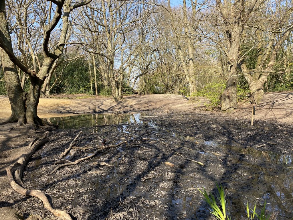 Woods with a little pond