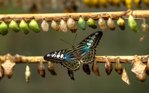 Life cycle of a colourful butterfly